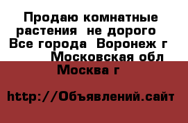 Продаю комнатные растения  не дорого - Все города, Воронеж г.  »    . Московская обл.,Москва г.